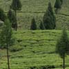 Tea Gardens  