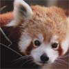 red panda 